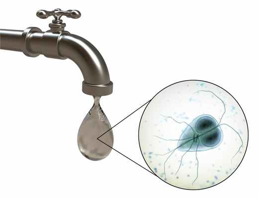 Лямблии в воде.jpg