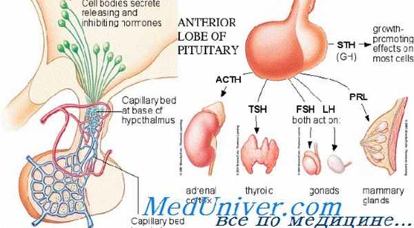 лютеинизирующий гормон