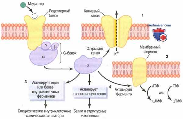 Медиатор пресинаптической мембраны. Постсинаптическая мембрана