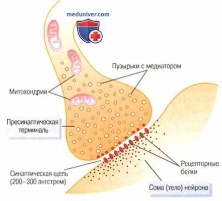Физиология нервных синапсов. Анатомия синапса