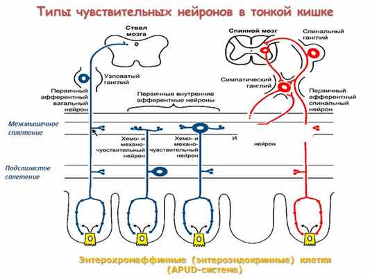 Энтерохромаффинные (энтероэндокринные) клетки (APUD-система)Типы чувствитель. 