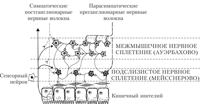Схема строения энтеральной нервной систем