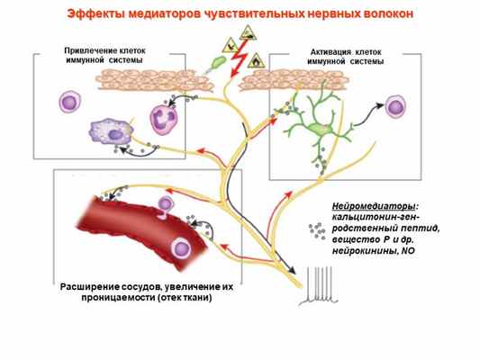 Эффекты медиаторов чувствительных нервных волокон Привлечение клеток иммунн. 