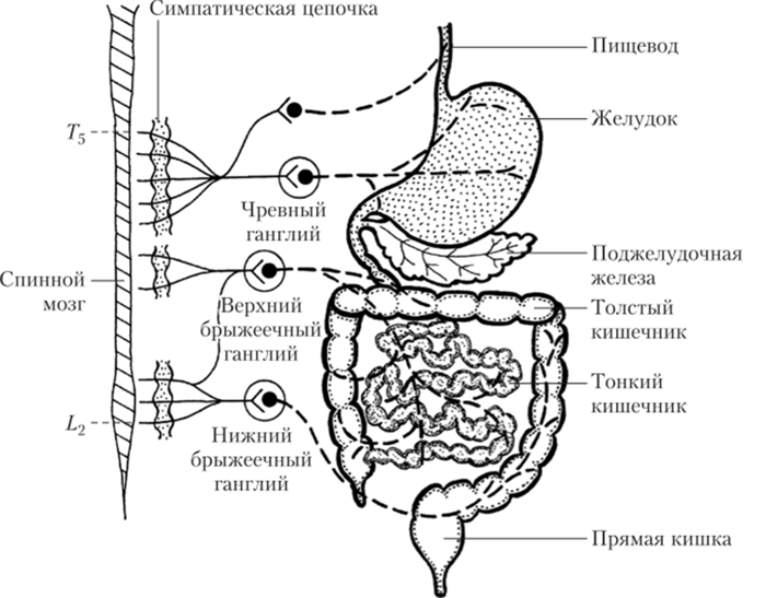 Симпатическая иннервация желудочно-кишечного тракта