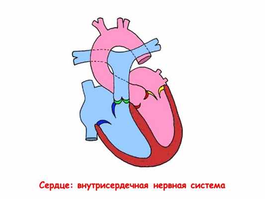Сердце: внутрисердечная нервная система