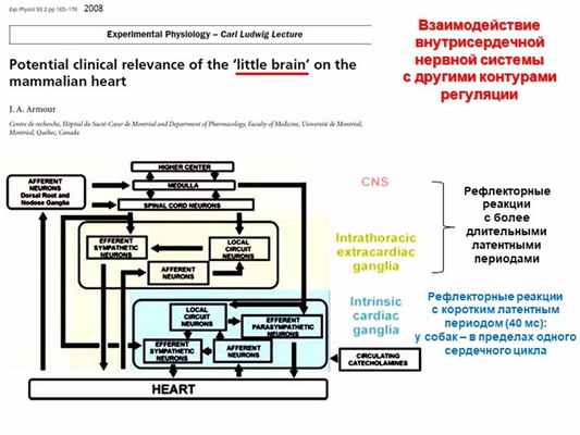Взаимодействие внутрисердечной нервной системы с другими контурами регуляции. 