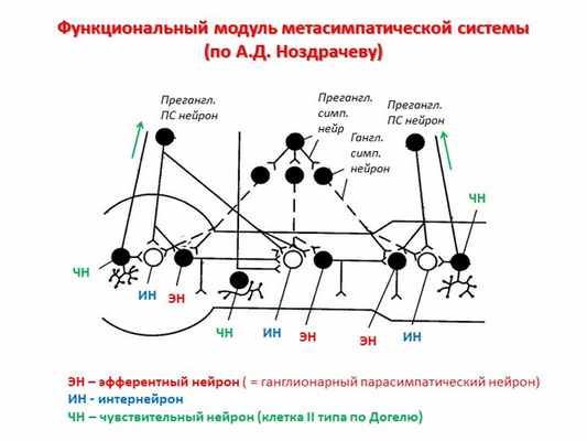 Функциональный модуль метасимпатической системы (по А.Д. Ноздрачеву)ЭНЭНЭНИН. 
