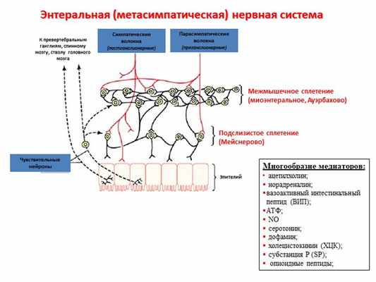 Энтеральная (метасимпатическая) нервная система Межмышечное сплетение (миоэ. 