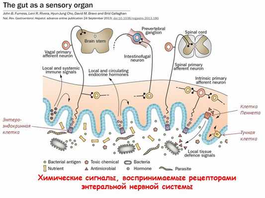 Химические сигналы, воспринимаемые рецепторами энтеральной нервной системыЭнт. 