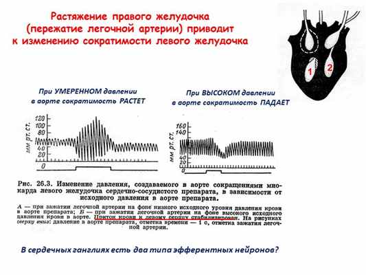 При УМЕРЕННОМ давлении в аорте сократимость РАСТЕТВ сердечных ганглиях есть. 