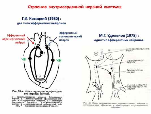 Строение внутрисердечной нервной системы Г.И. Косицкий (1980) : два типа эф. 