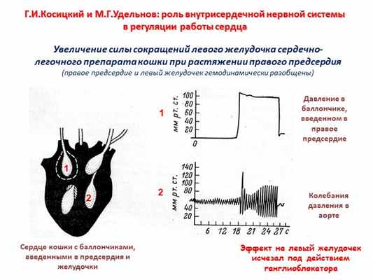 Г.И.Косицкий и М.Г.Удельнов: роль внутрисердечной нервной системы в регуляци. 