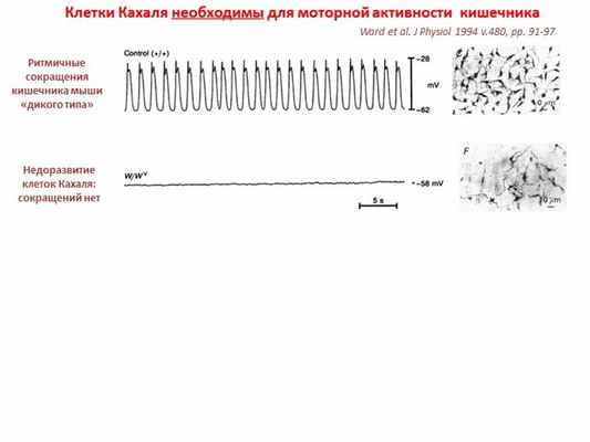 Клетки Кахаля необходимы для моторной активности кишечникаРитмичные сокращен. 