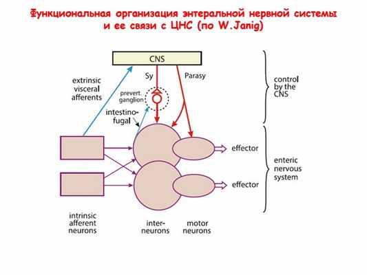 Функциональная организация энтеральной нервной системы и ее связи с ЦНС (по. 
