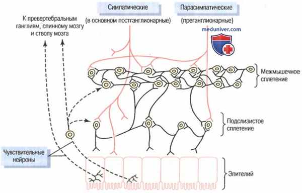 Физиология желудочно-кишечного тракта. Двигательная активность желудочно-кишечного тракта