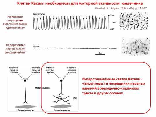 Клетки Кахаля необходимы для моторной активности кишечникаРитмичные сокращен. 