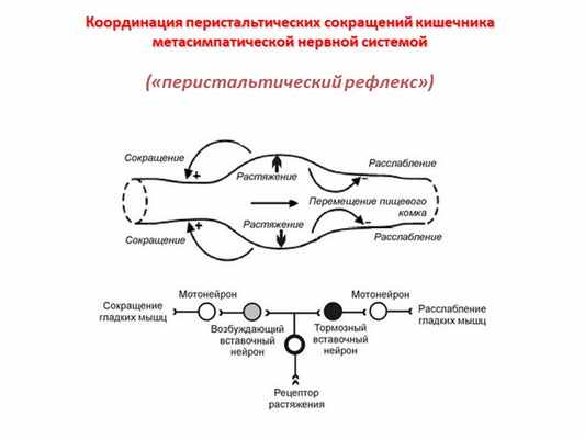 Координация перистальтических сокращений кишечника метасимпатической нервной. 
