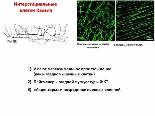 Интерстициальные клетки Кахаля В толще мышечного слоя, В межмышечном нервном. 