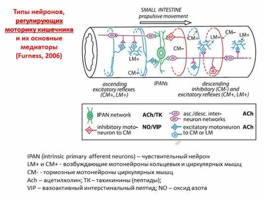 Типы нейронов, регулирующих моторику кишечника и их основные медиаторы (Furn. 