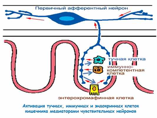 Активация тучных, иммунных и эндокринных клеток кишечника медиаторами чувстви. 