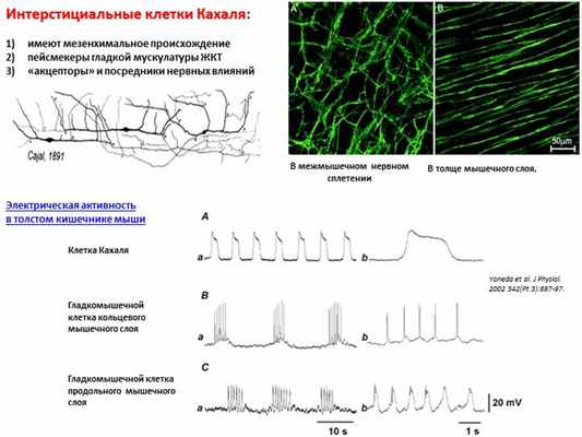 Интерстициальные клетки Кахаля: имеют мезенхимальное происхождение пейсмекер. 