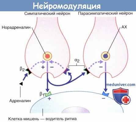 Нейромодуляция - высвобождение нейромедиатора