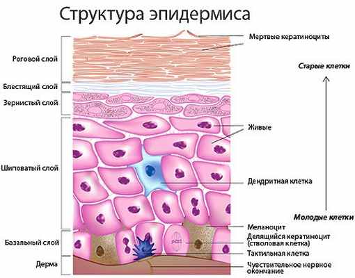 структура эпидермиса