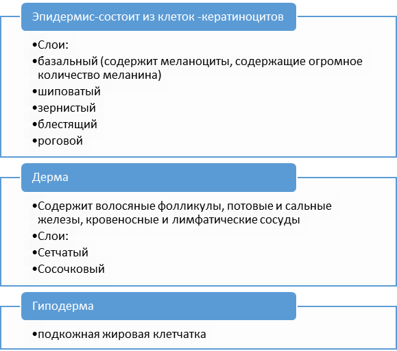 строение кожи