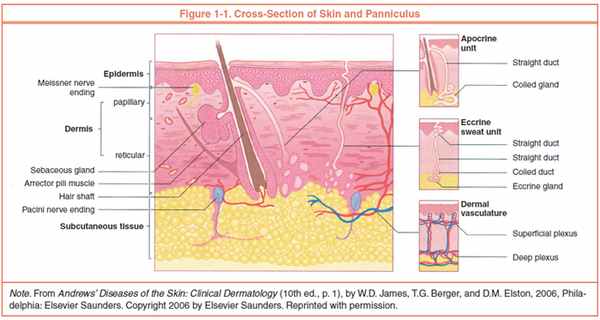 Рис.1. Структура кожи