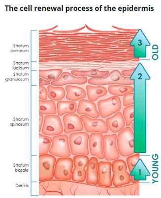 Рис. 2. Эпидермис