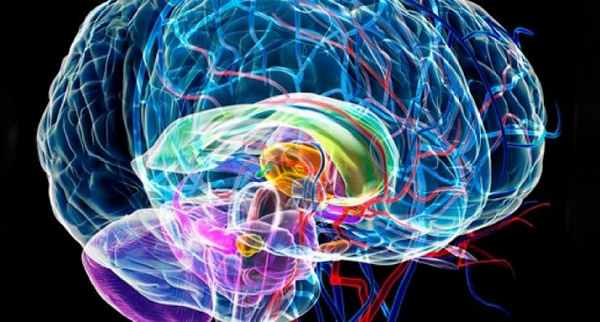 Расположение эпифиза