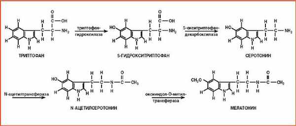 Биосинтез мелатонина