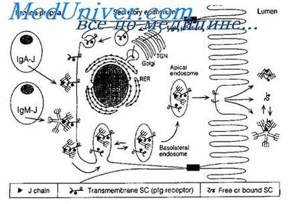 мембранные иммуноглобулины