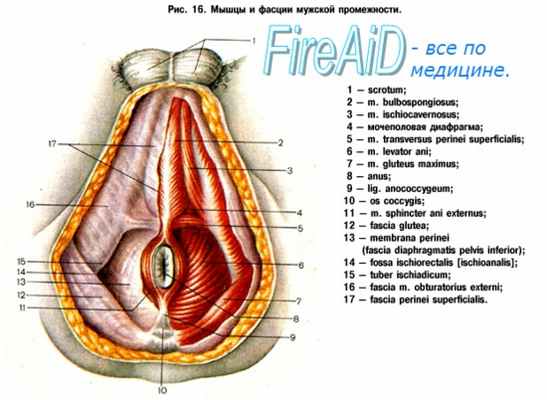 Мышцы и фасции, пространства промежности