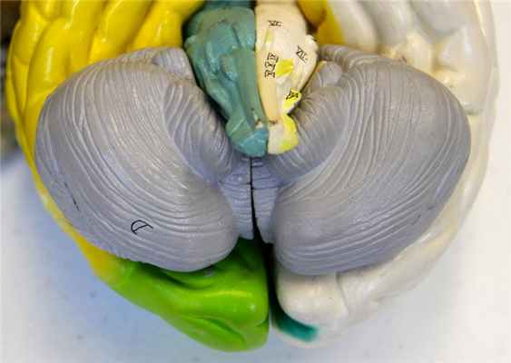 Атрофия мозжечка: возможные причины, симптомы, методы терапии, последствия, отзывы