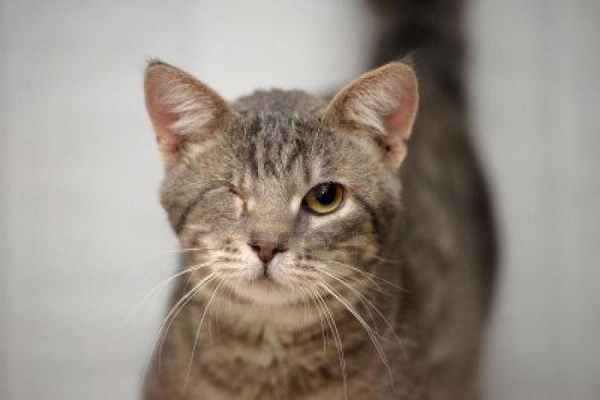 Энуклеация глазного яблока – что это?