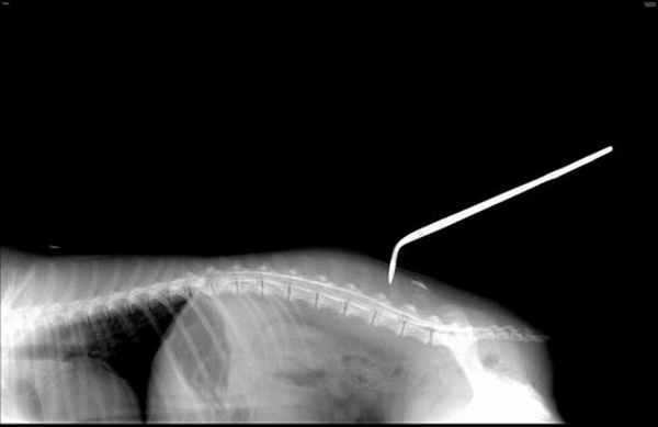 Миелография собак