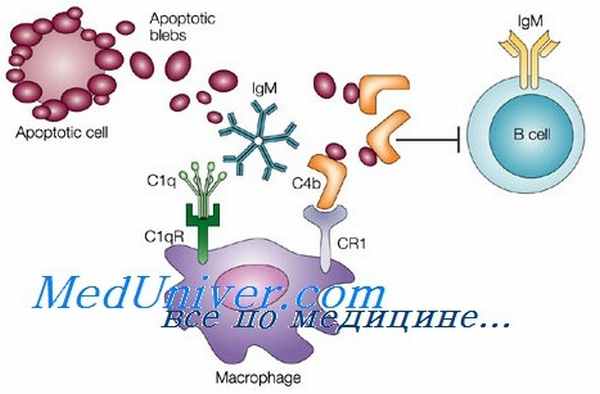 дендритные клетки