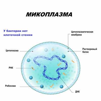 Микоплазма.jpg