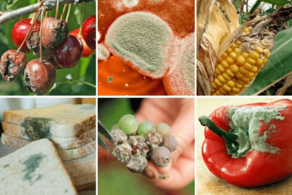 Продукты, загрязненные плесенью