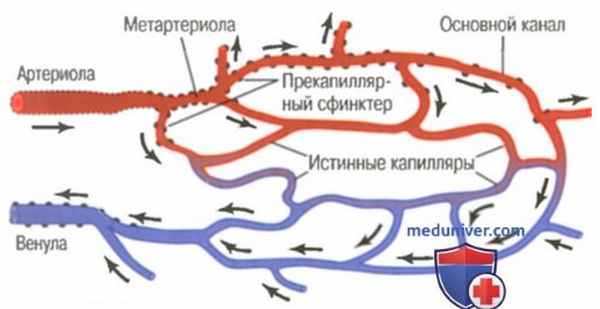 Микроциркуляция: строение микроциркуляторного и капиллярного русла