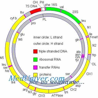 митохондриальные болезни