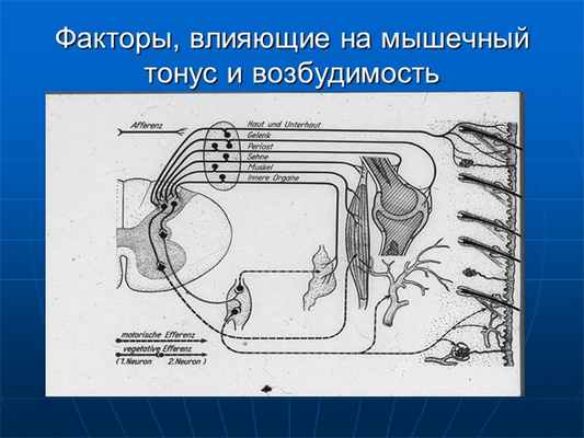 Факторы, влияющие на мышечный тонус и возбудимость