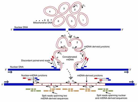 Рис. 4. Модель образования больших NUMT