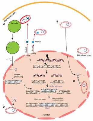 Рис. 2. Гипотетические пути образования NUMT