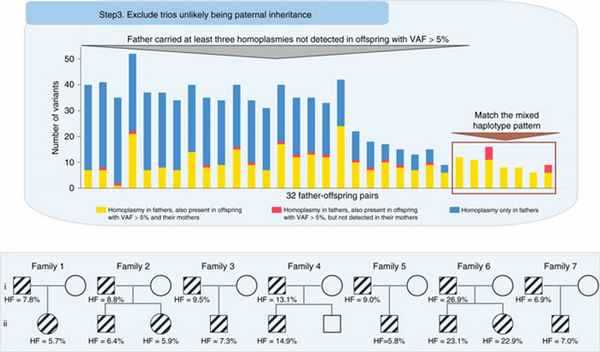 Рис. 3. Cемьи, в которых отцы и дети несли общие фрагменты митохондриальной ДНК