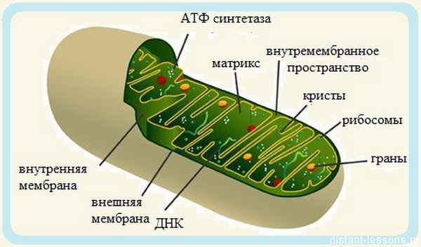 строение и функции митохондии