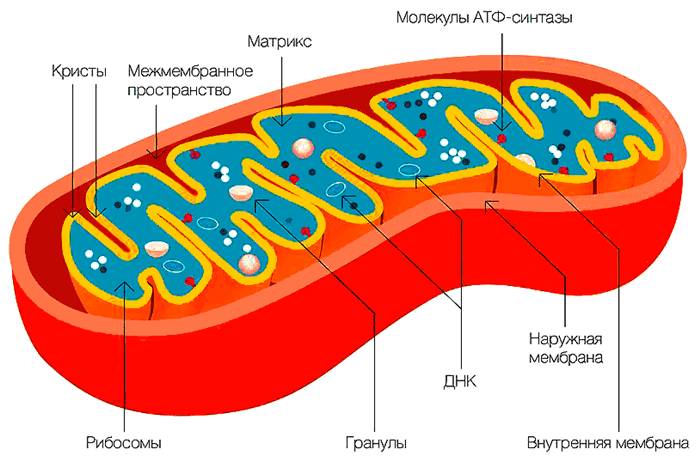 митохондрия