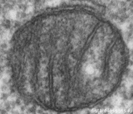 строение и функции митохондии