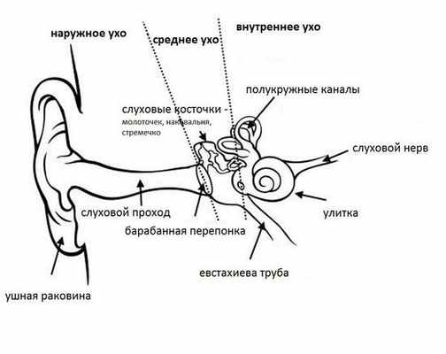 Строение уха